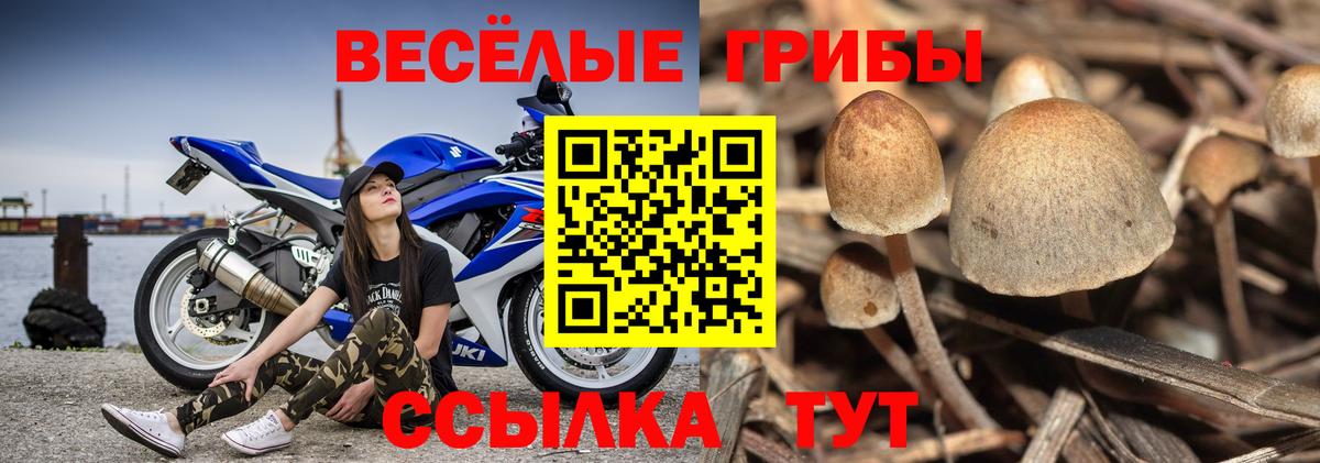 Галлюциногенные грибы мицелий Казань
